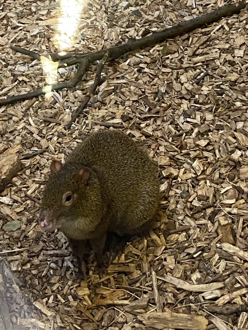 Monkey Heights - Azara's agouti 240222