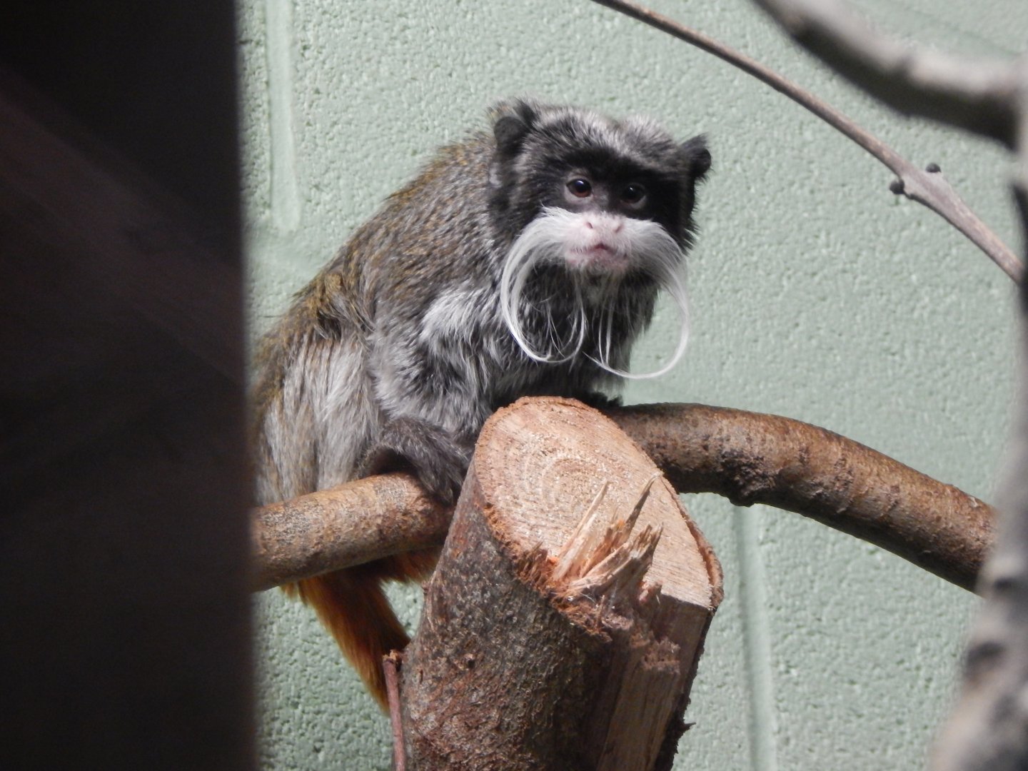 Monkey Heights - Bearded emperor tamarin 050224