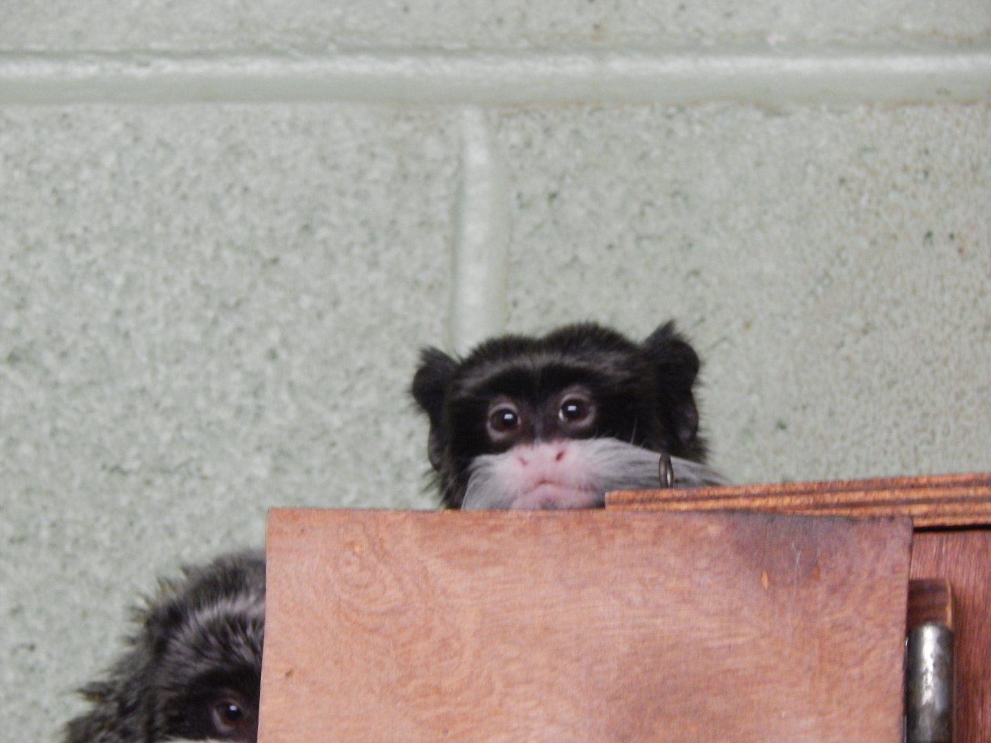 Monkey Heights - Bearded emperor tamarin 111224