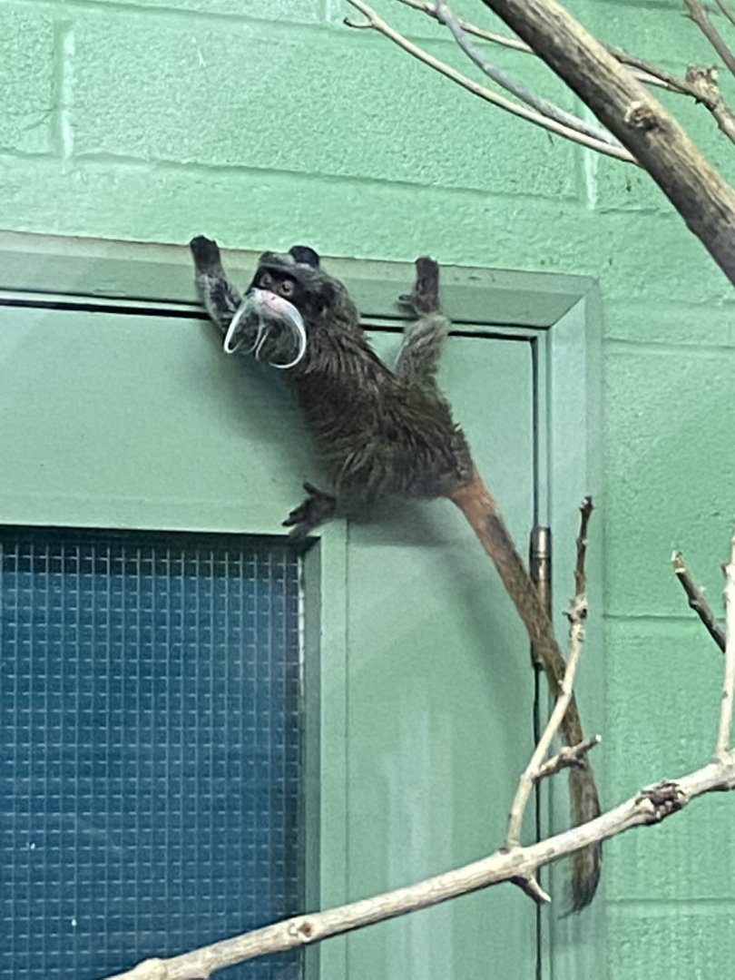 Monkey Heights - Bearded emperor tamarin 240222