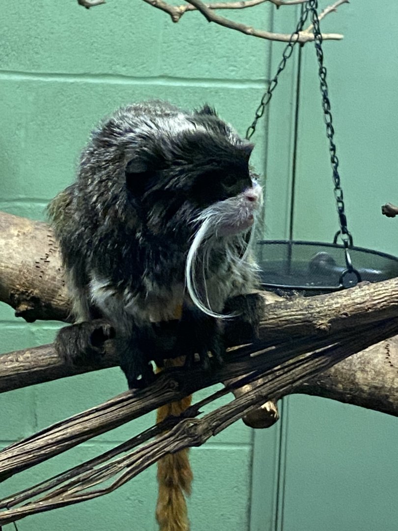 Monkey Heights - Bearded emperor tamarin 240222