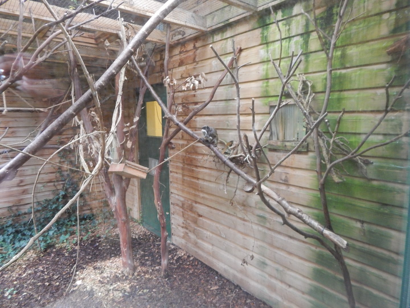 Monkey Heights - Bearded emperor tamarin enclosure 050224