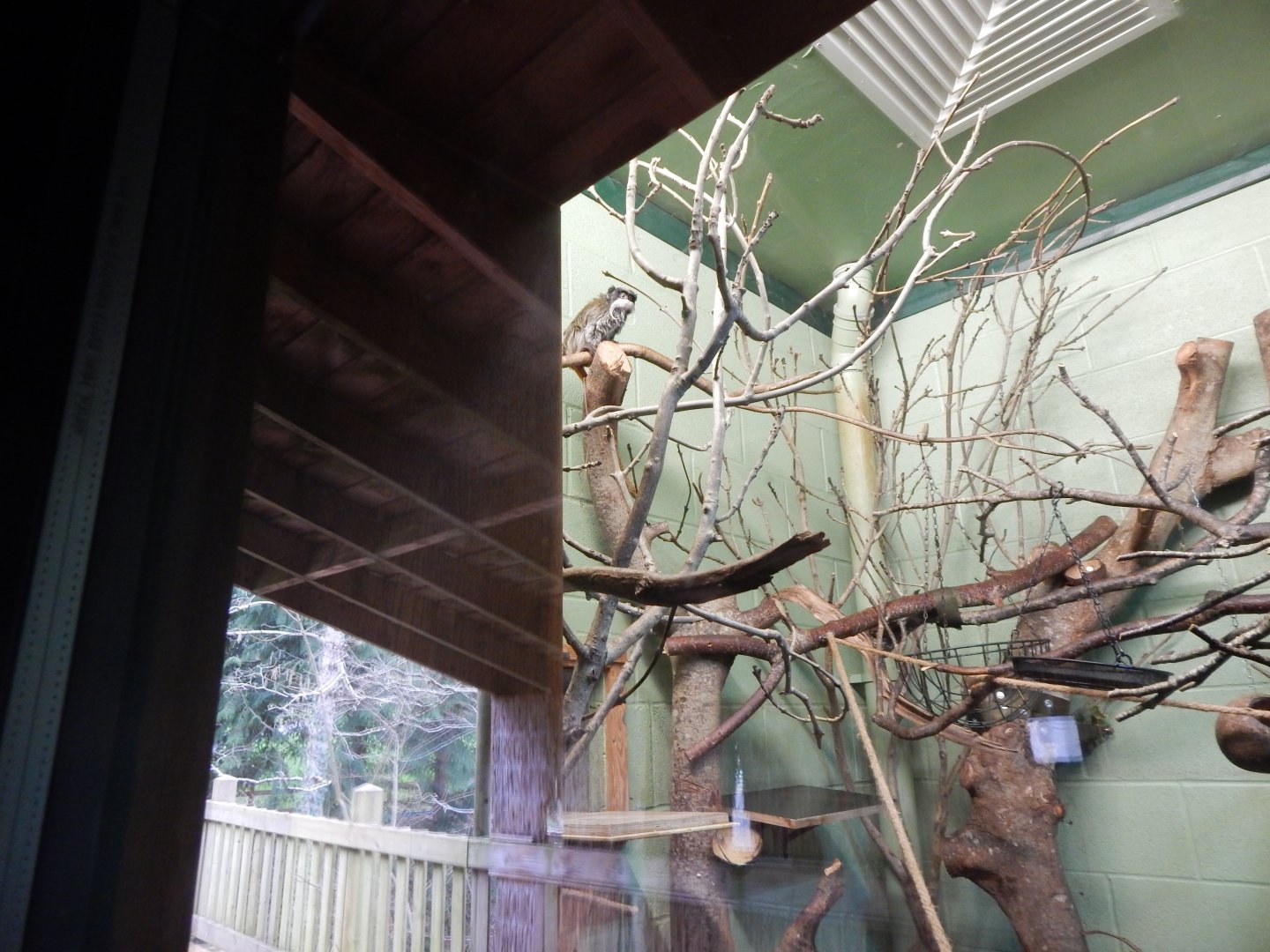 Monkey Heights - Bearded emperor tamarin enclosure 050224