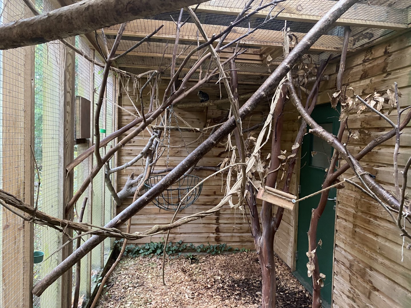 Monkey Heights - Bearded emperor tamarin exhibit 201121