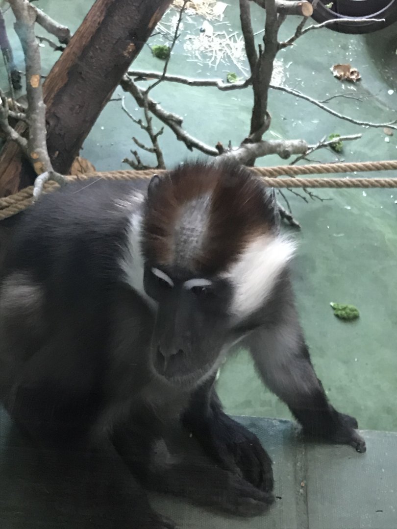 Monkey Heights - Cheery-crowned mangabey 050119