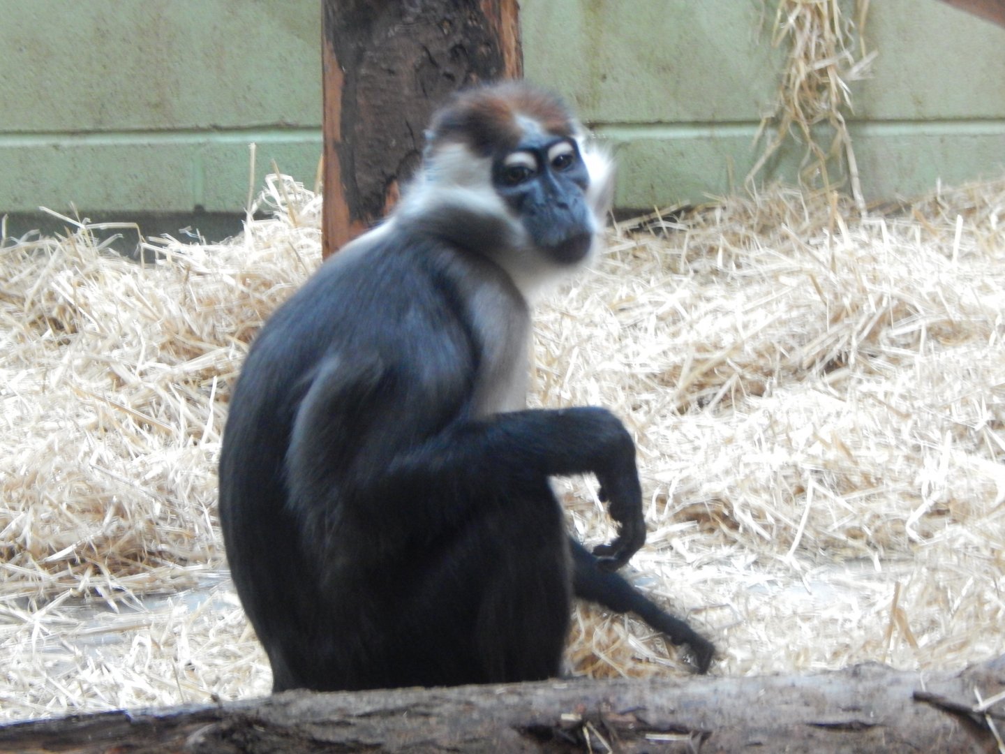 Monkey Heights - Cherry-crowned mangabey 050224