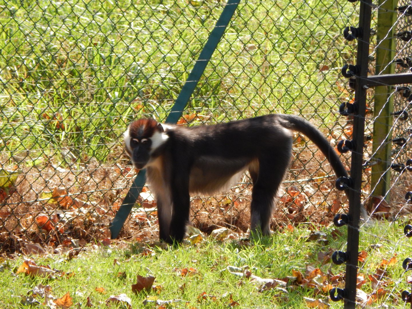 Monkey Heights - Cherry-crowned mangabey 181020