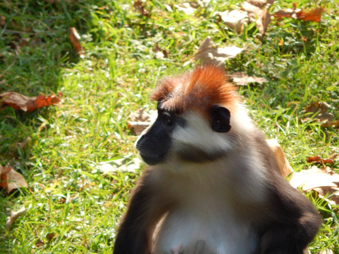 Monkey Heights - Cherry-crowned mangabey 181020