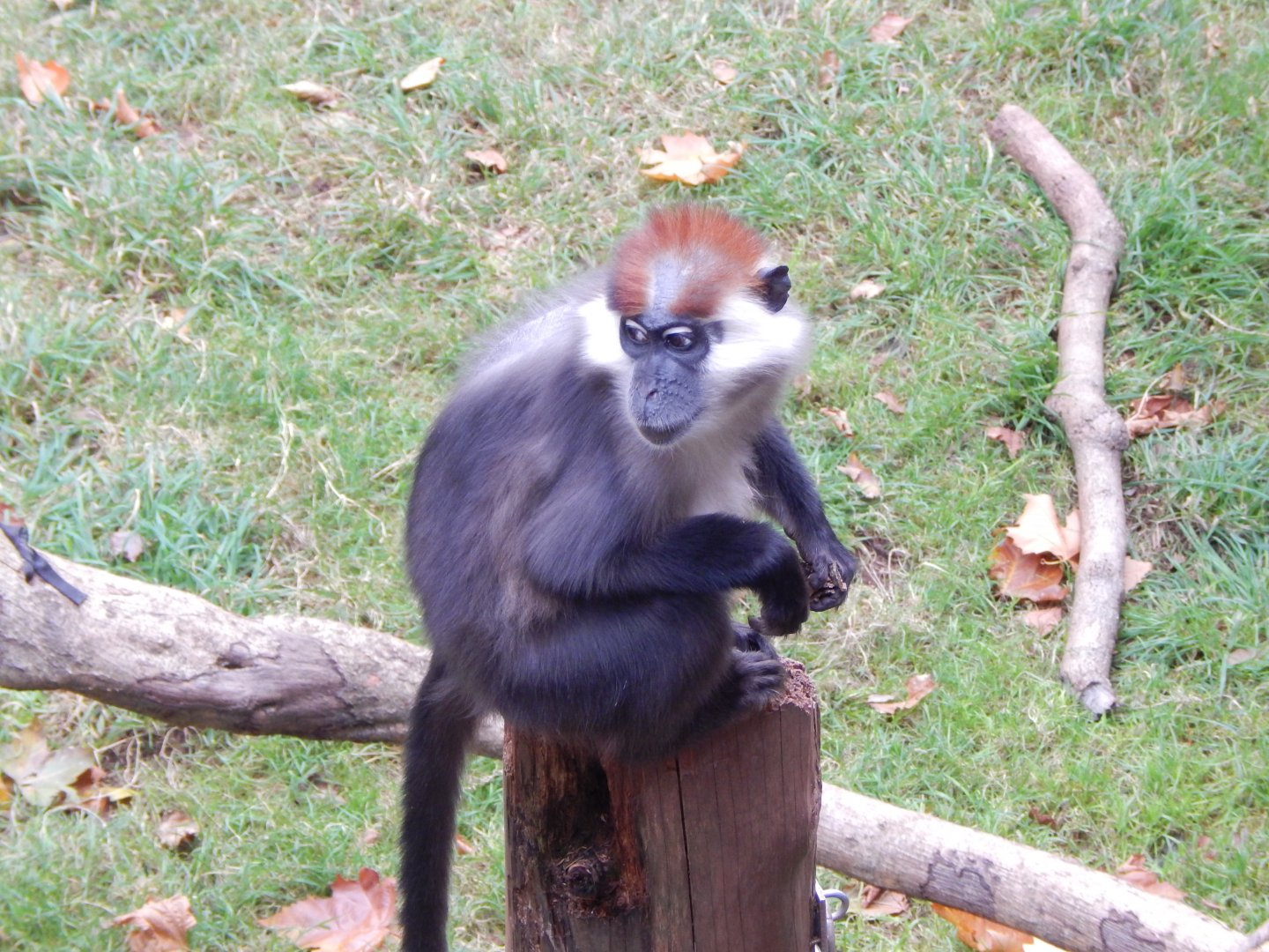 Monkey Heights - Cherry-crowned mangabey 201121