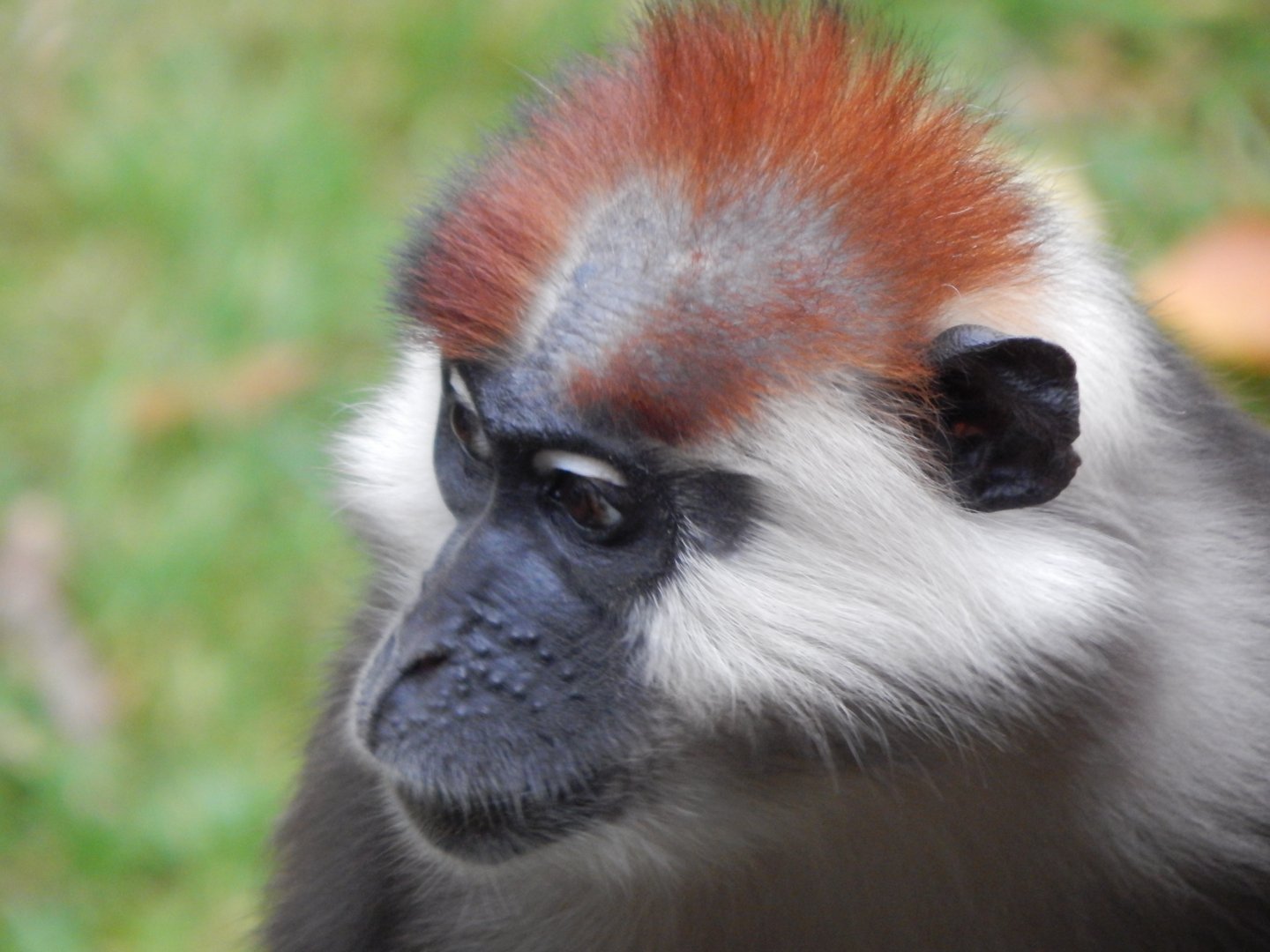 Monkey Heights - Cherry-crowned mangabey 201121