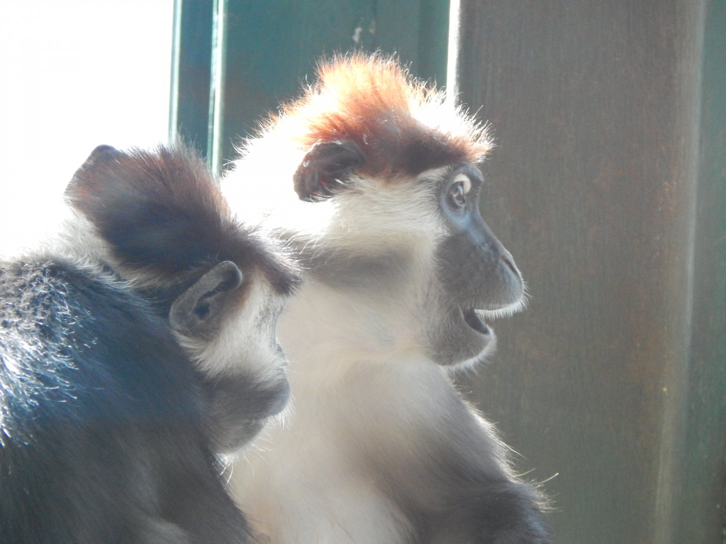 Monkey Heights - Cherry-crowned mangabey 240222