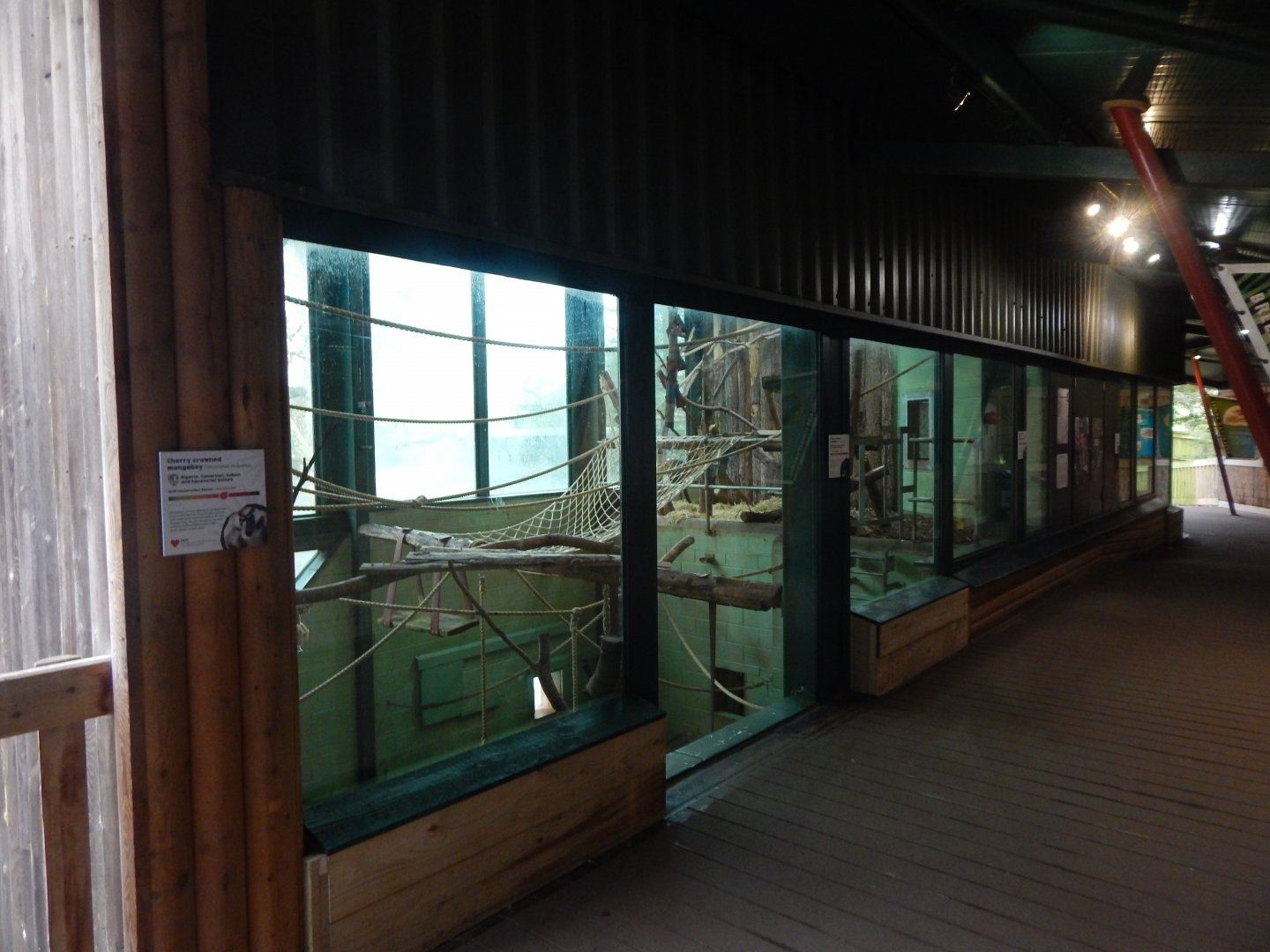 Monkey Heights - Cherry-crowned mangabey enclosure 050224