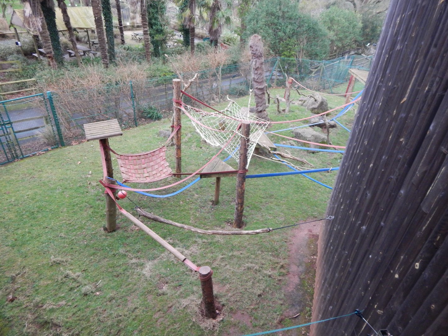 Monkey Heights - Cherry-crowned mangabey enclosure 050224