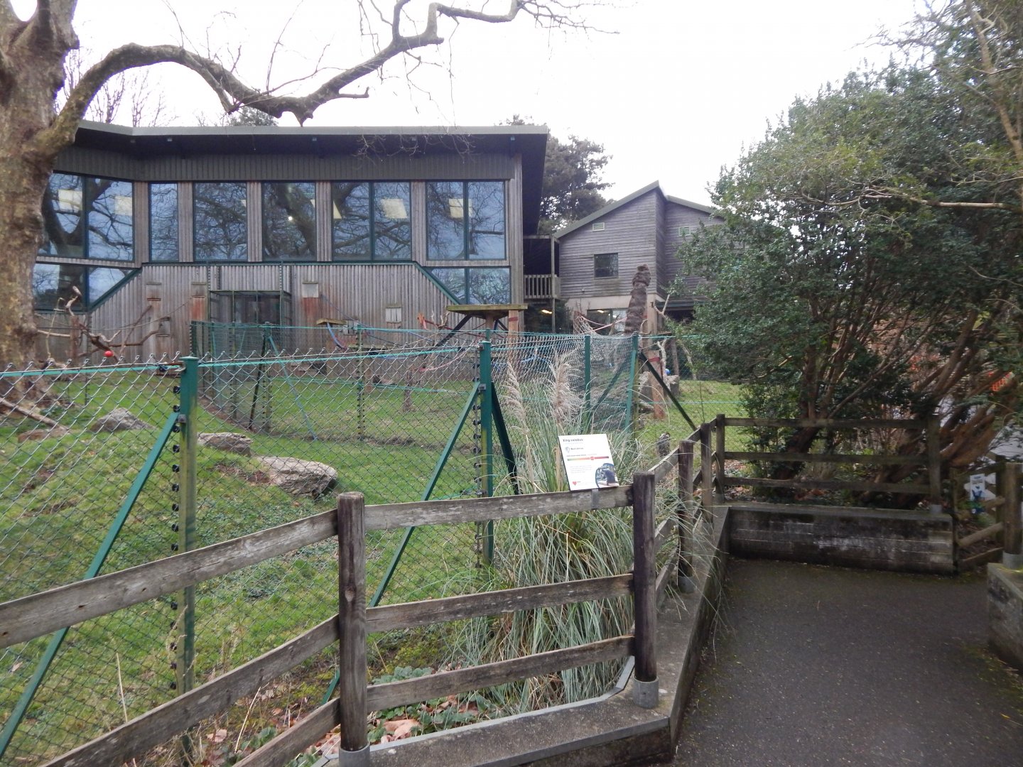 Monkey Heights - Cherry-crowned mangabey exhibit 050224