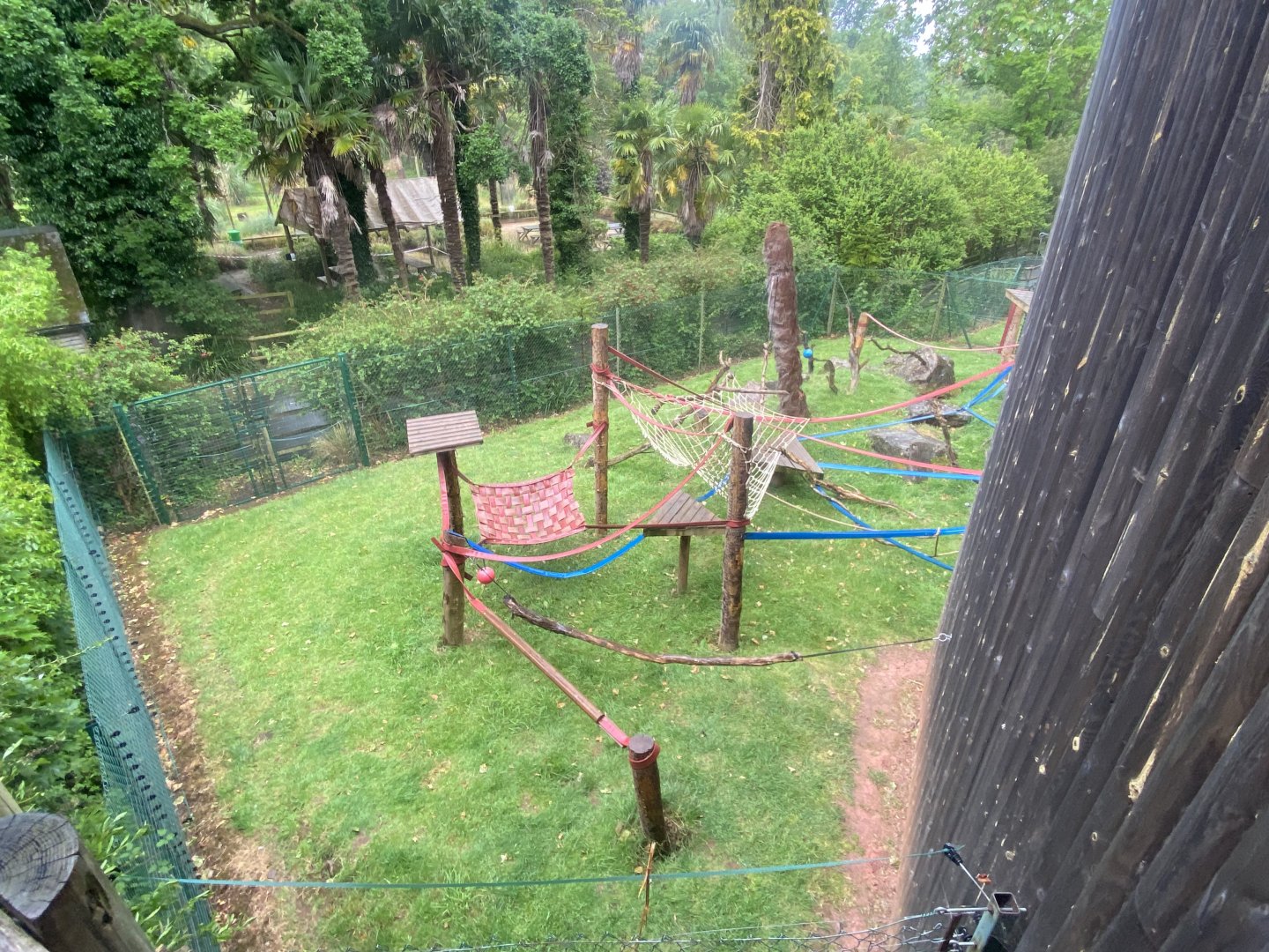 Monkey Heights - Cherry-crowned mangabey exhibit 130624