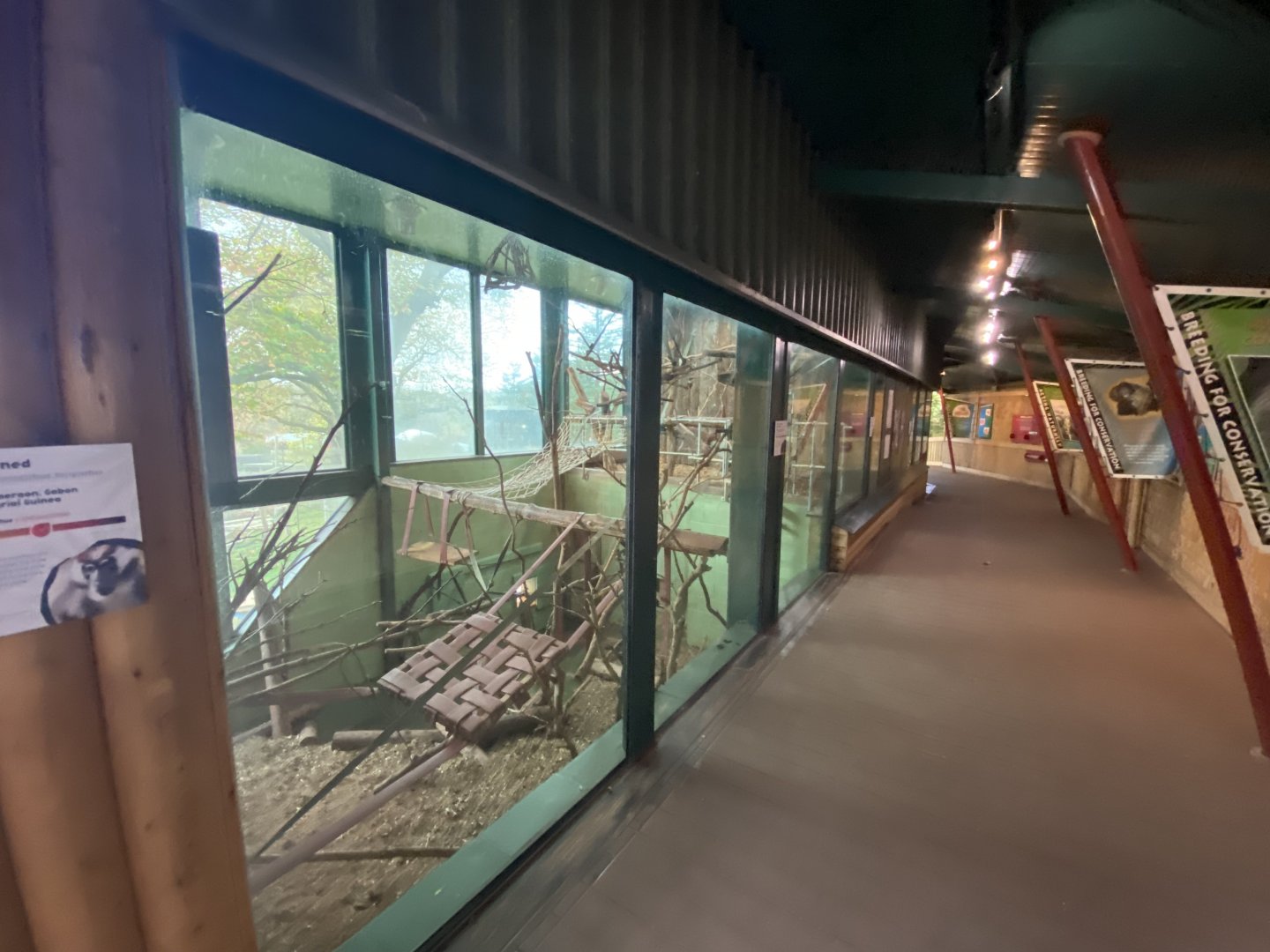 Monkey Heights - Cherry-crowned mangabey exhibit 201121