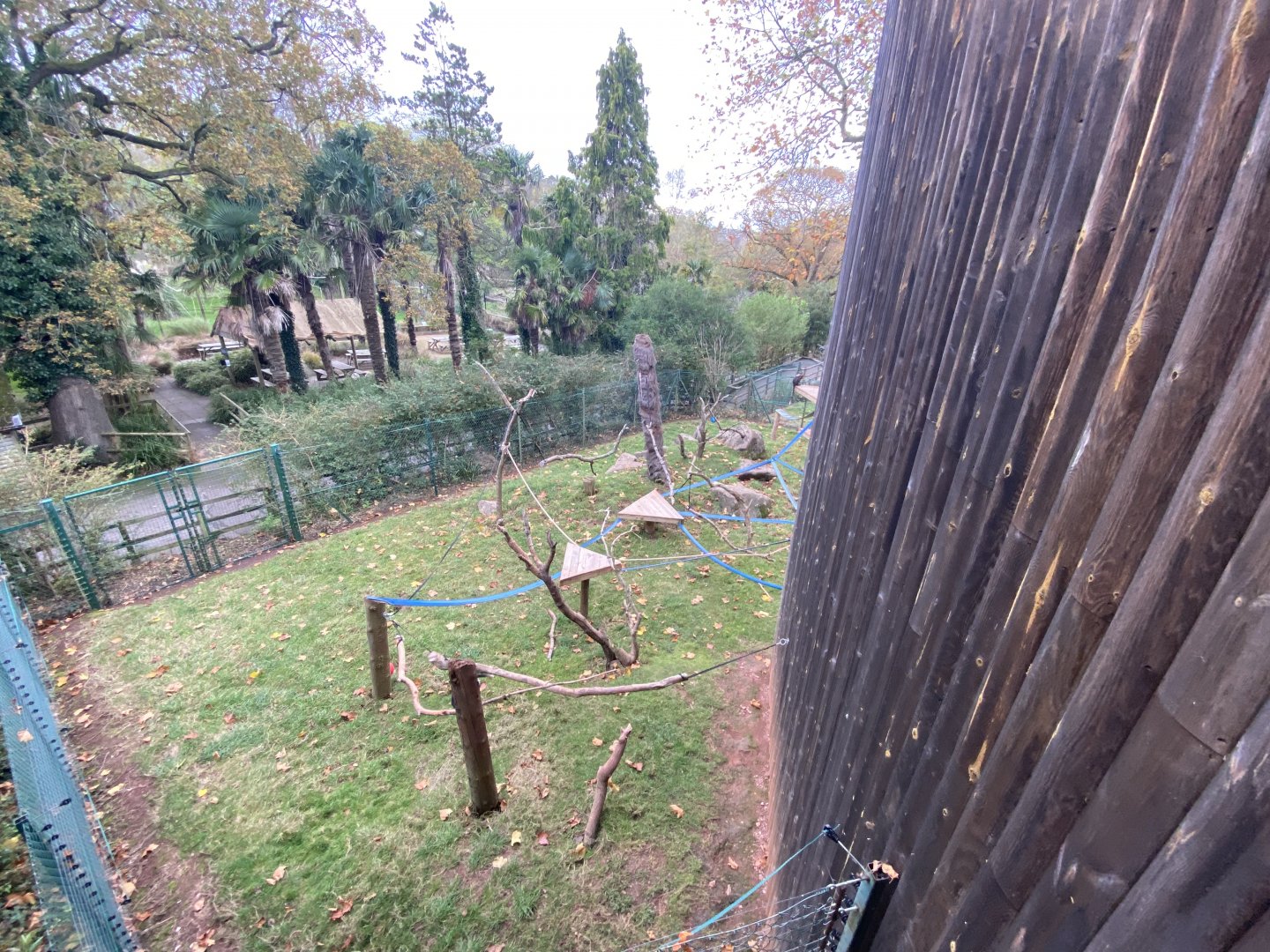 Monkey Heights - Cherry-crowned mangabey exhibit 201121
