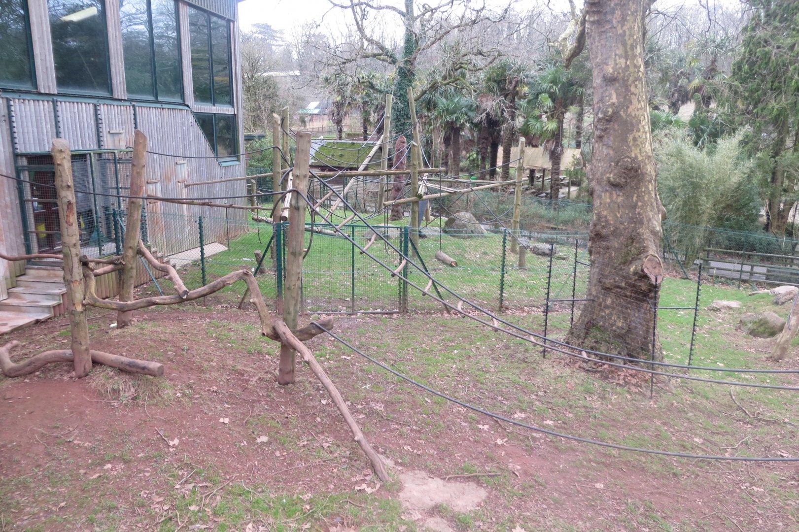 Monkey Heights - Cherry-crowned mangabey outdoors 050119