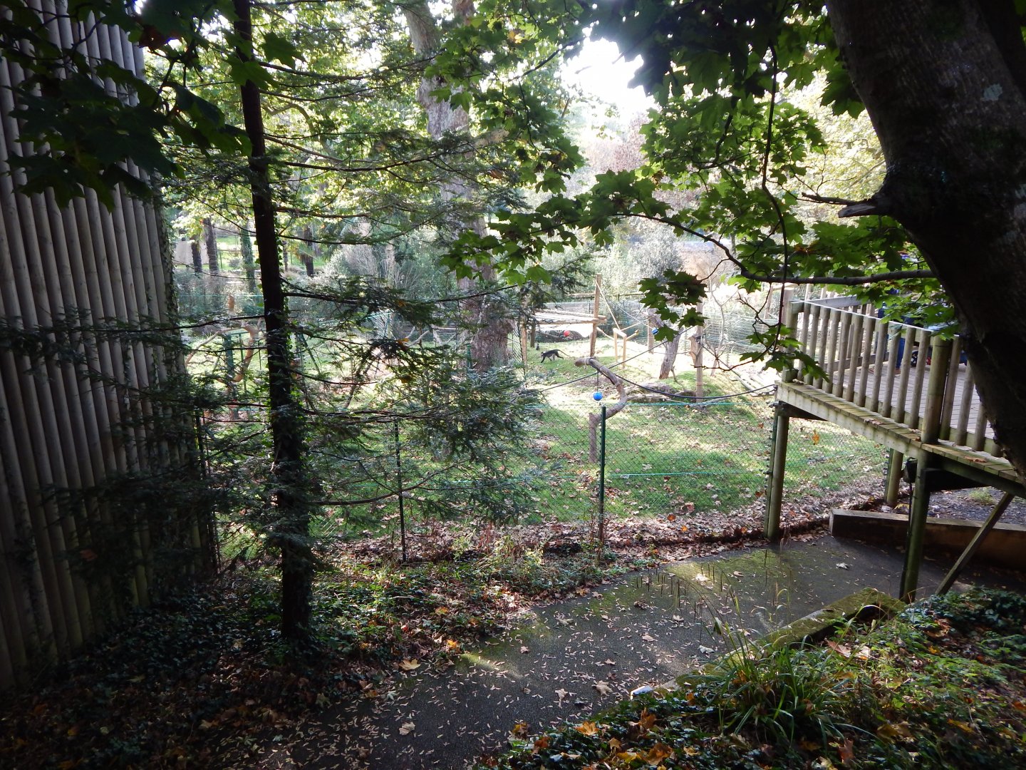 Monkey Heights - Cherry-crowned mangabey outdoors 181020