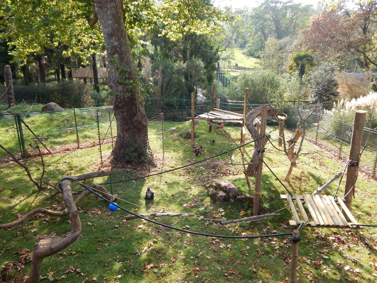 Monkey Heights - Cherry-crowned mangabey outdoors 181020