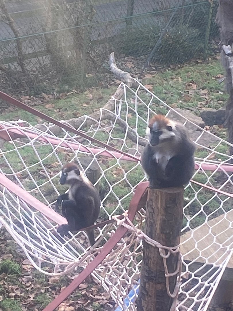 Monkey Heights - Cherry-crowned mangabeys 161222