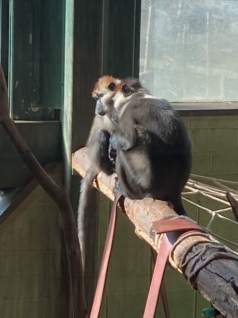 Monkey Heights - Cherry-crowned mangabeys 240222