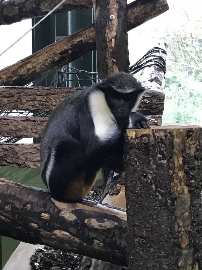 Monkey Heights - Diana monkey 050119