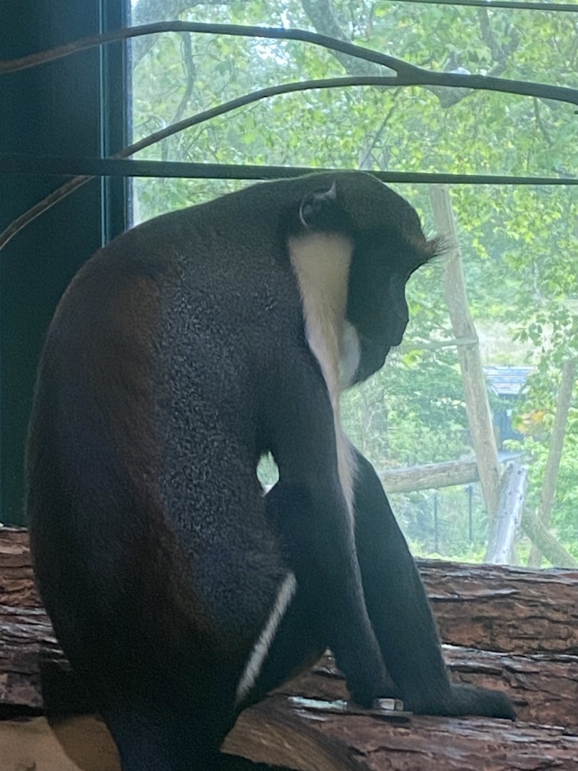 Monkey Heights - Diana monkey 130624