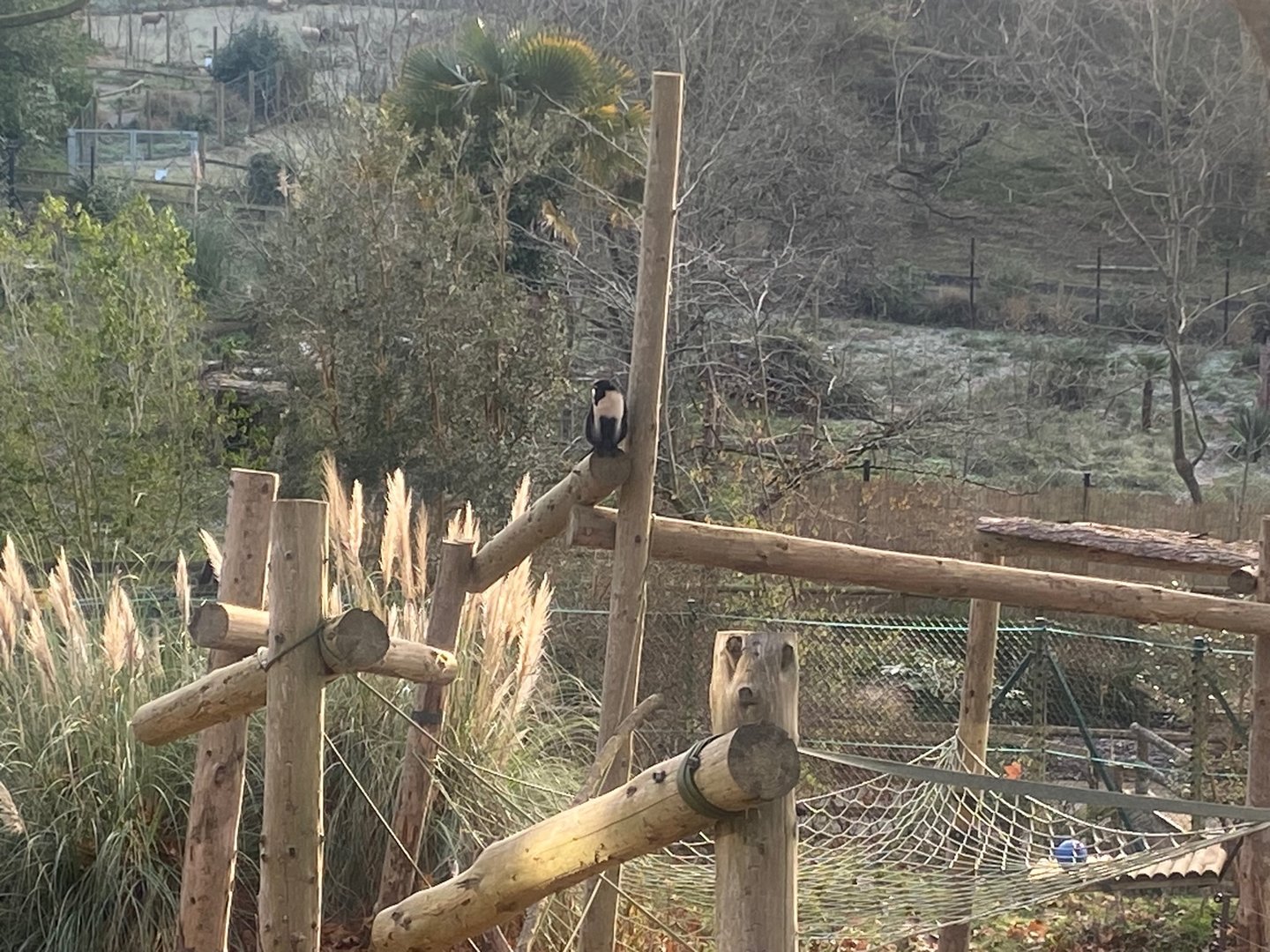 Monkey Heights- Diana monkey 161222