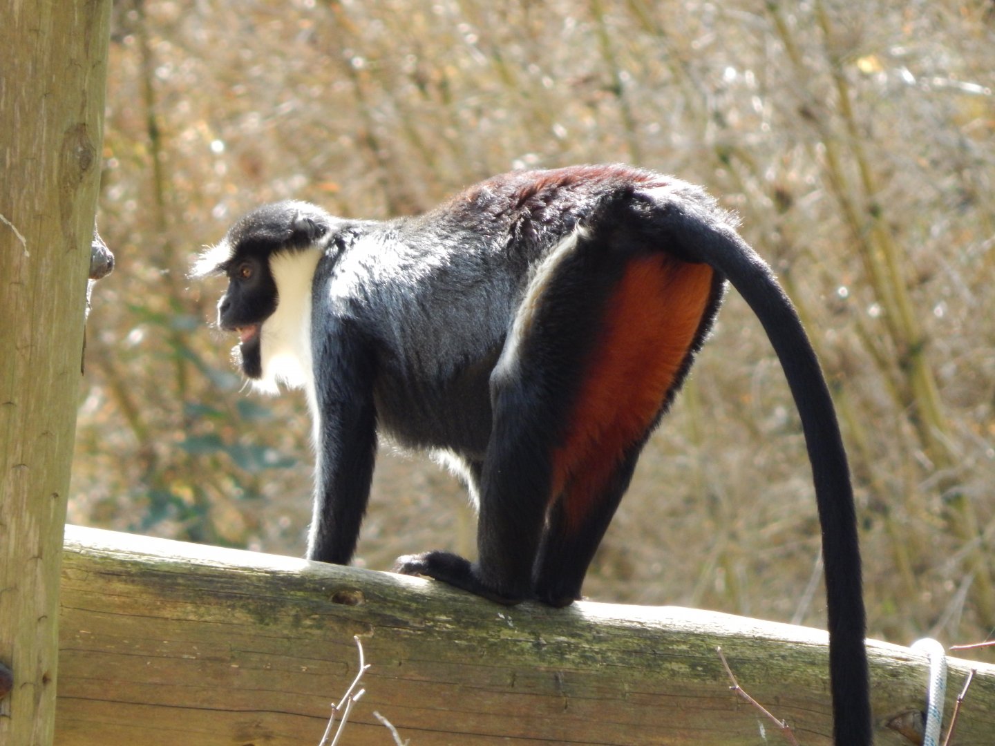 Monkey Heights - Diana monkey 181020