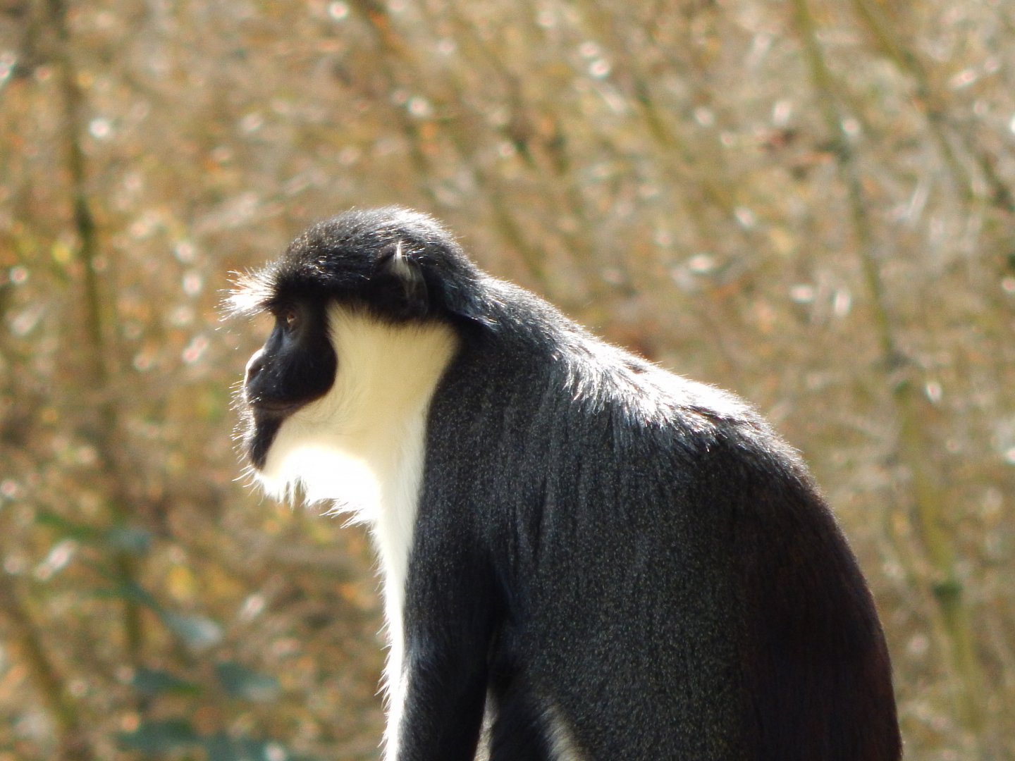 Monkey Heights - Diana monkey 181020