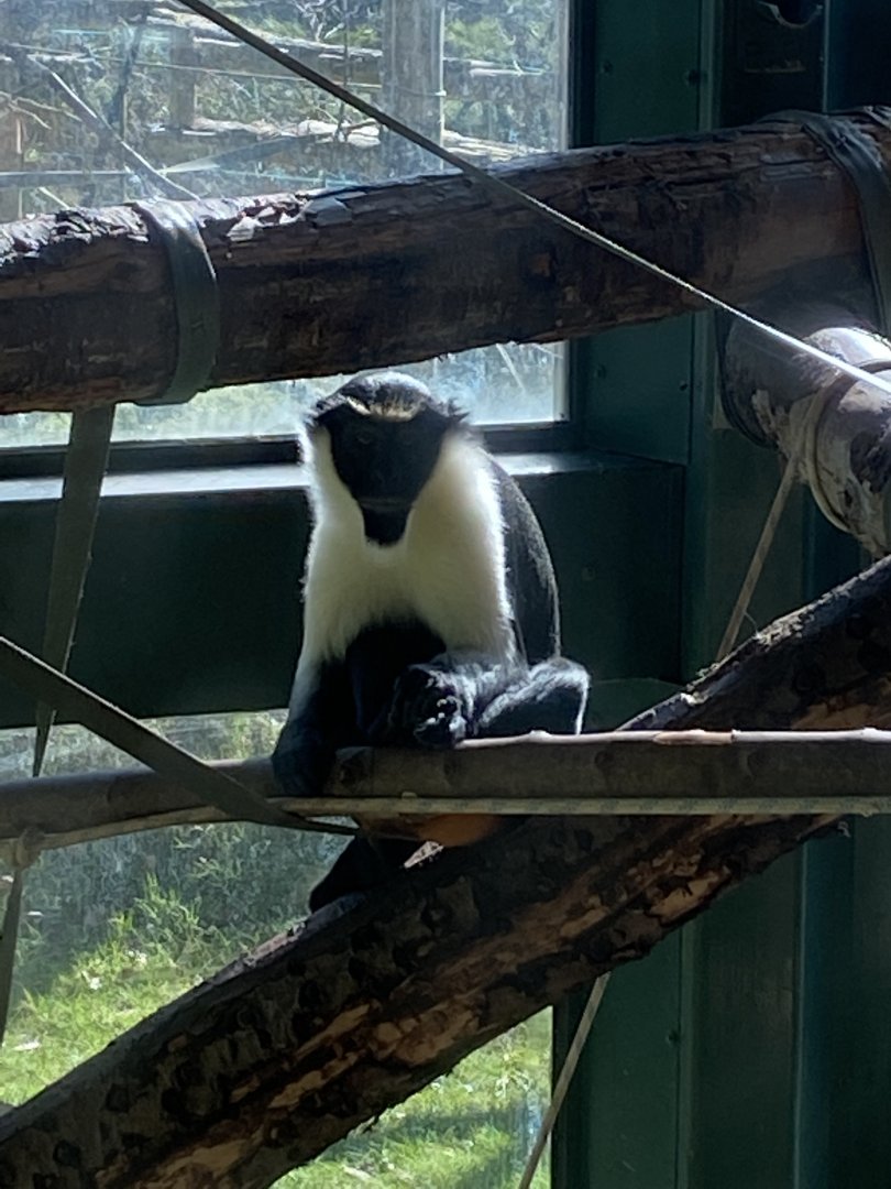 Monkey Heights - Diana monkey 240222