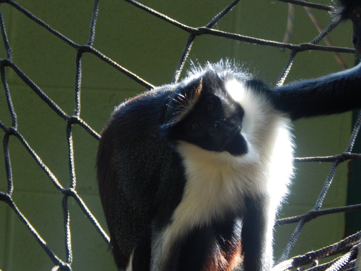 Monkey Heights - Diana monkey 240222