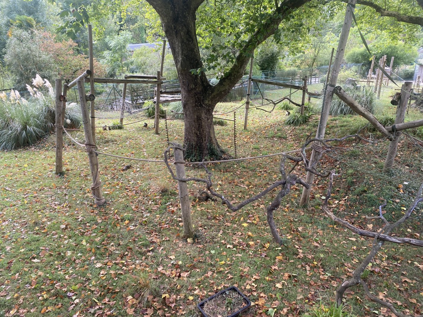 Monkey Heights - Diana monkey enclosure 030925