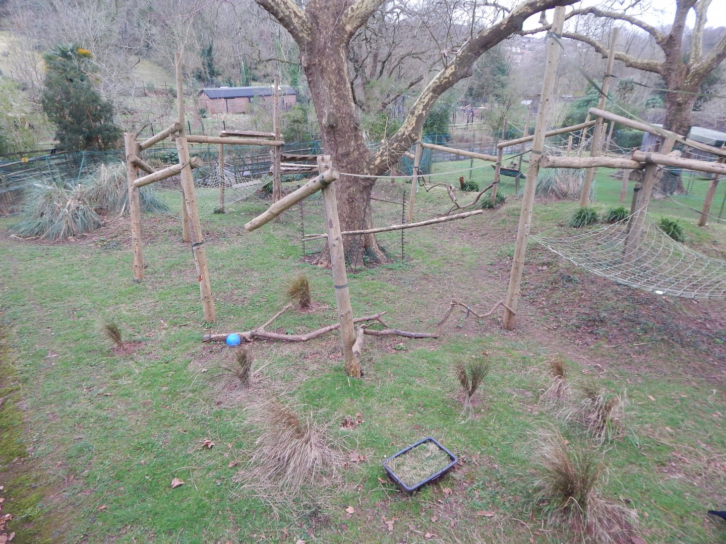 Monkey Heights - Diana monkey enclosure 050224