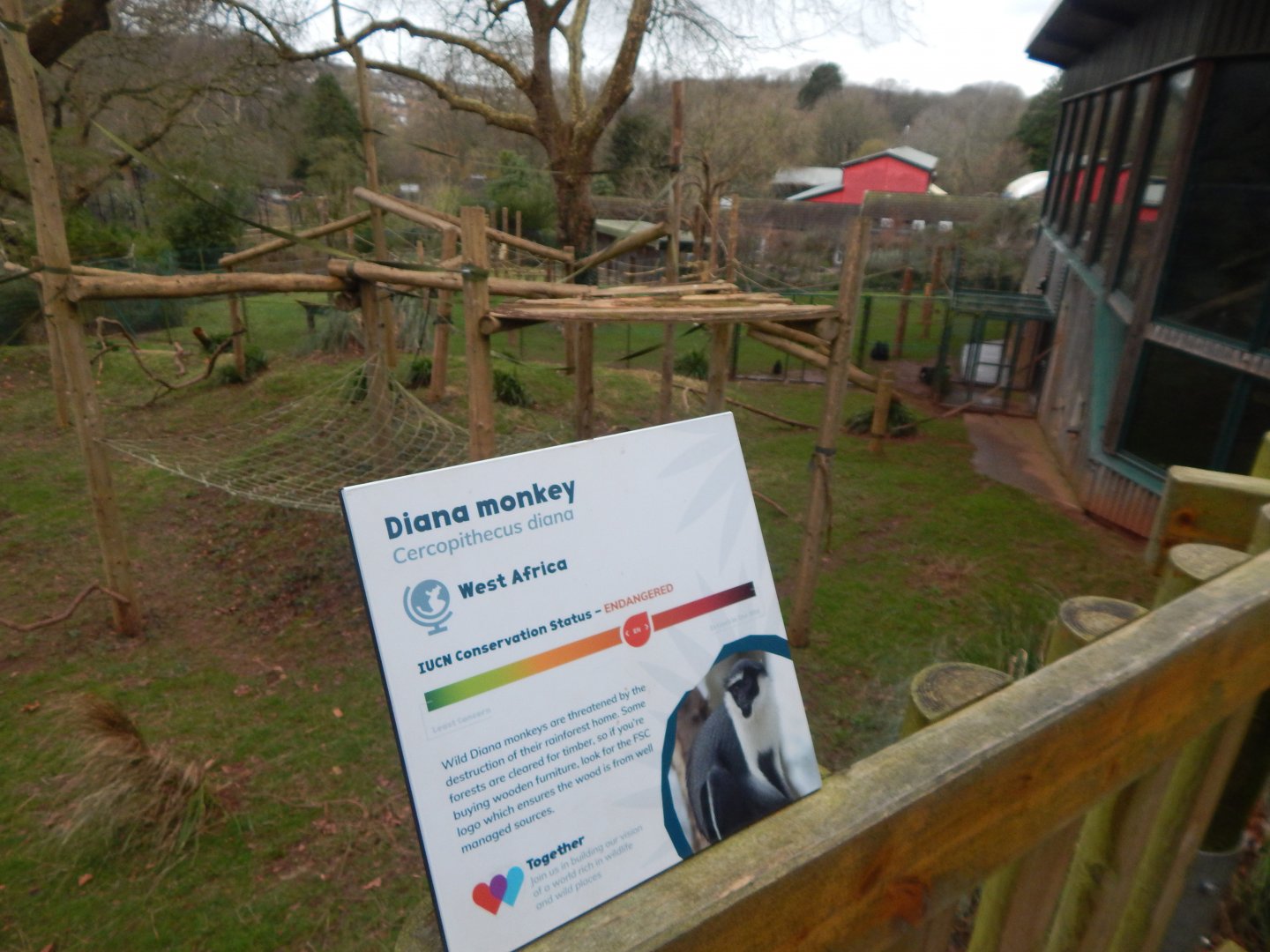 Monkey Heights - Diana monkey enclosure 050224