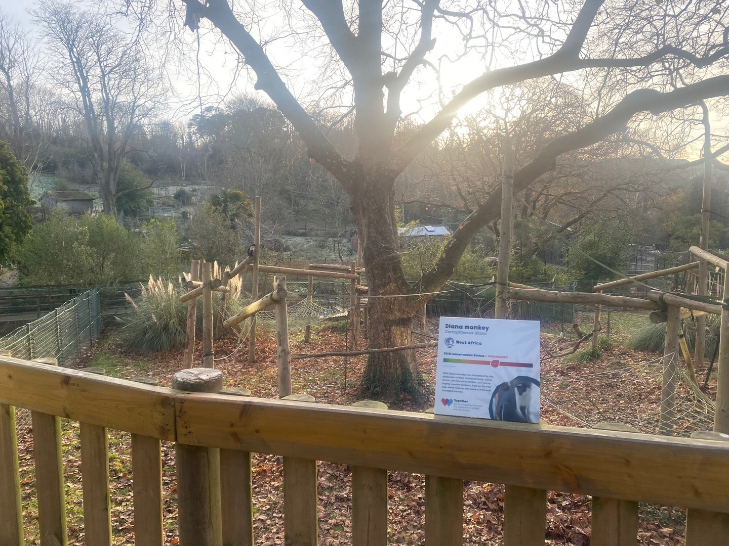 Monkey Heights- Diana monkey enclosure 161222