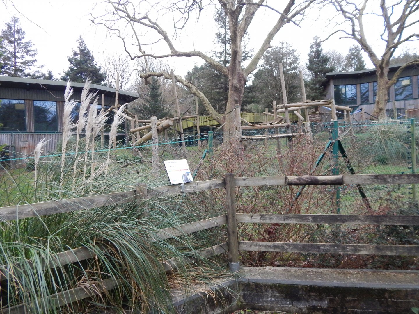 Monkey Heights - Diana monkey exhibit 050224