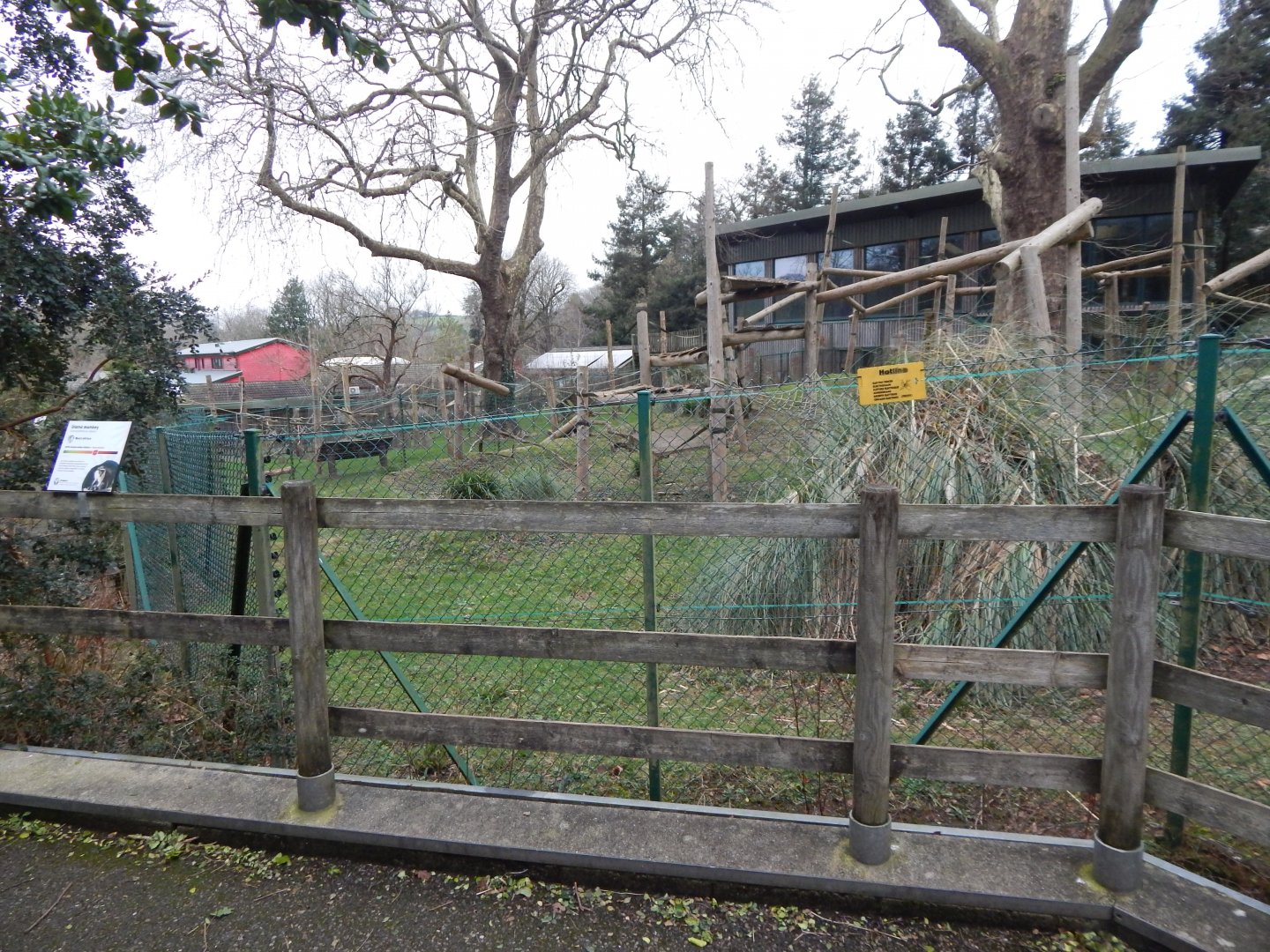 Monkey Heights - Diana monkey exhibit 050224