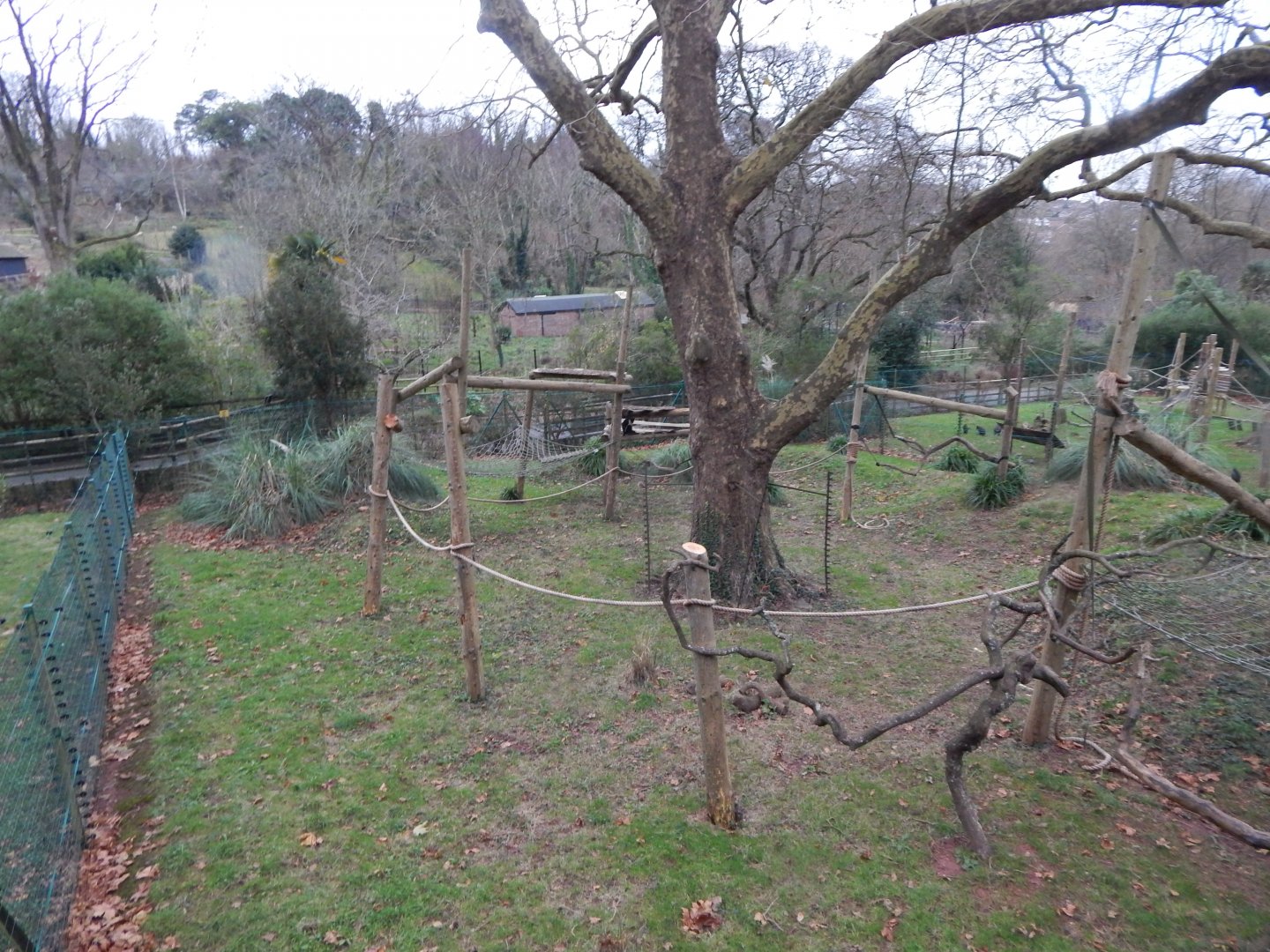 Monkey Heights - Diana monkey exhibit 111224