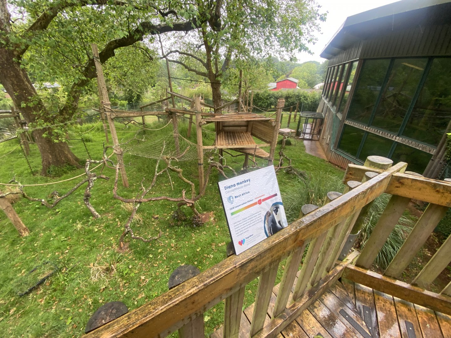 Monkey Heights - Diana monkey exhibit 130624