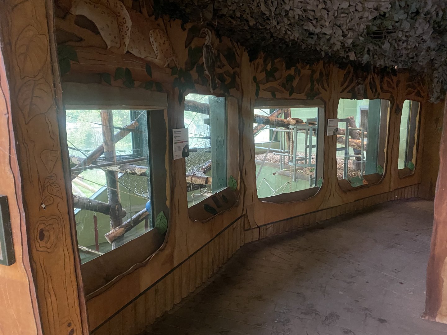 Monkey Heights - Diana monkey exhibit 130624