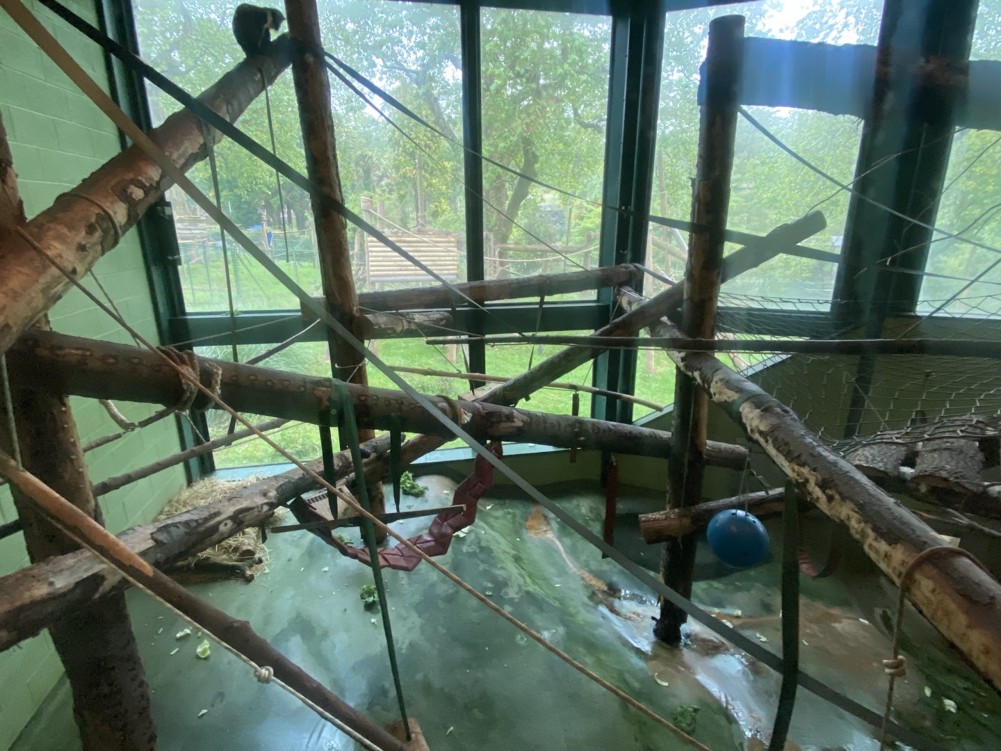 Monkey Heights - Diana monkey exhibit 130624