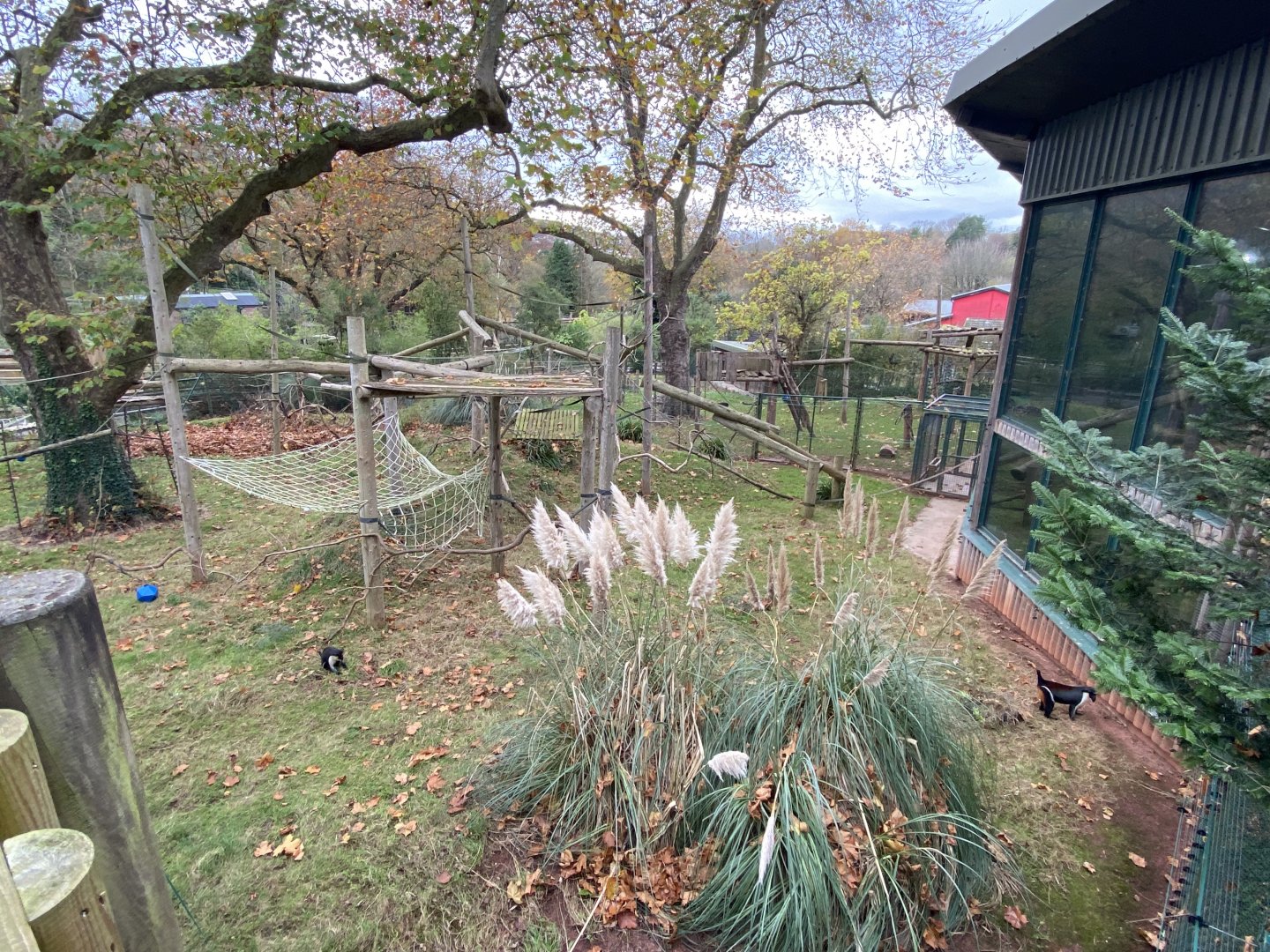 Monkey Heights - Diana monkey exhibit 201121