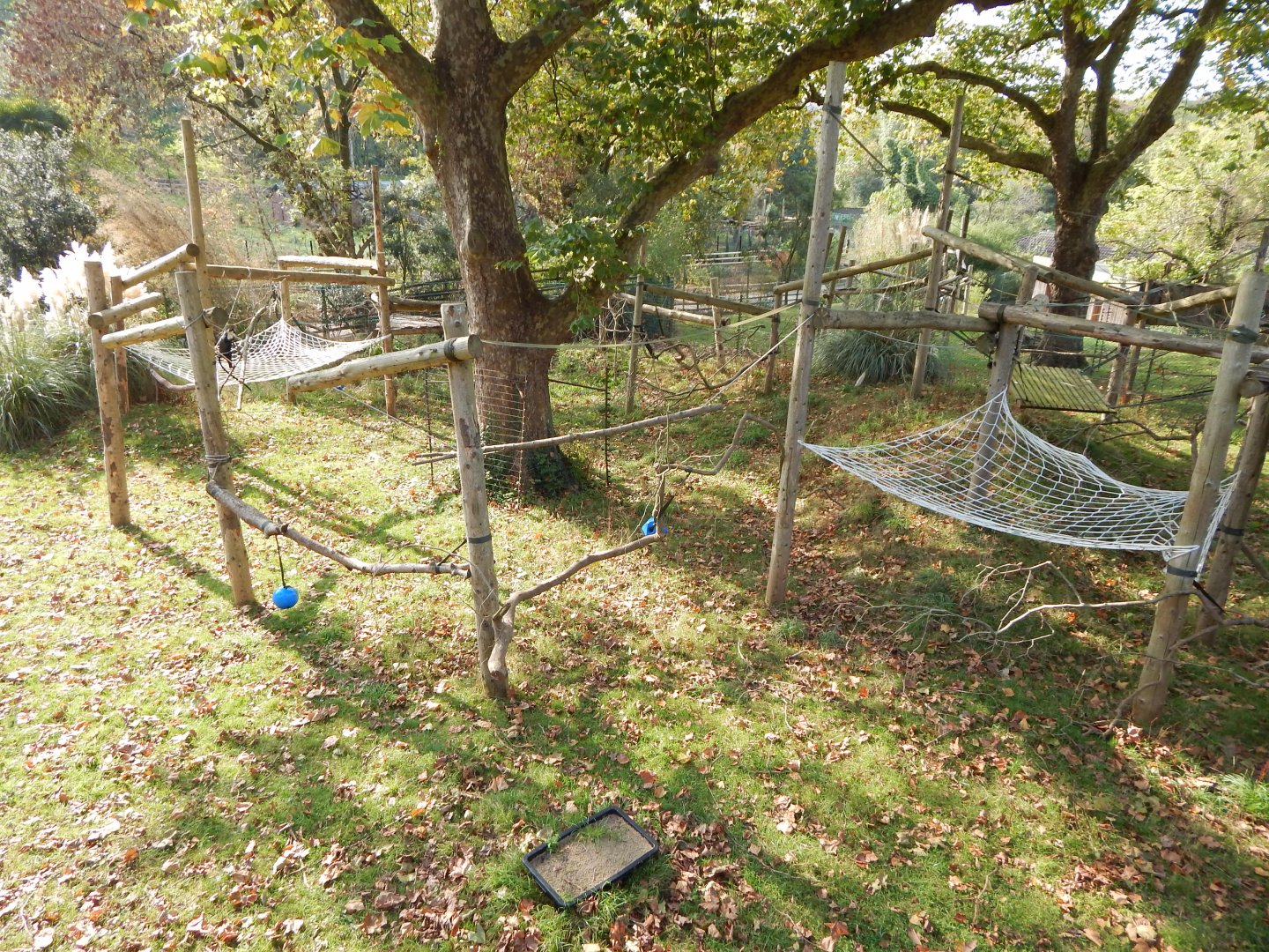 Monkey Heights - Diana monkey outdoors 181020