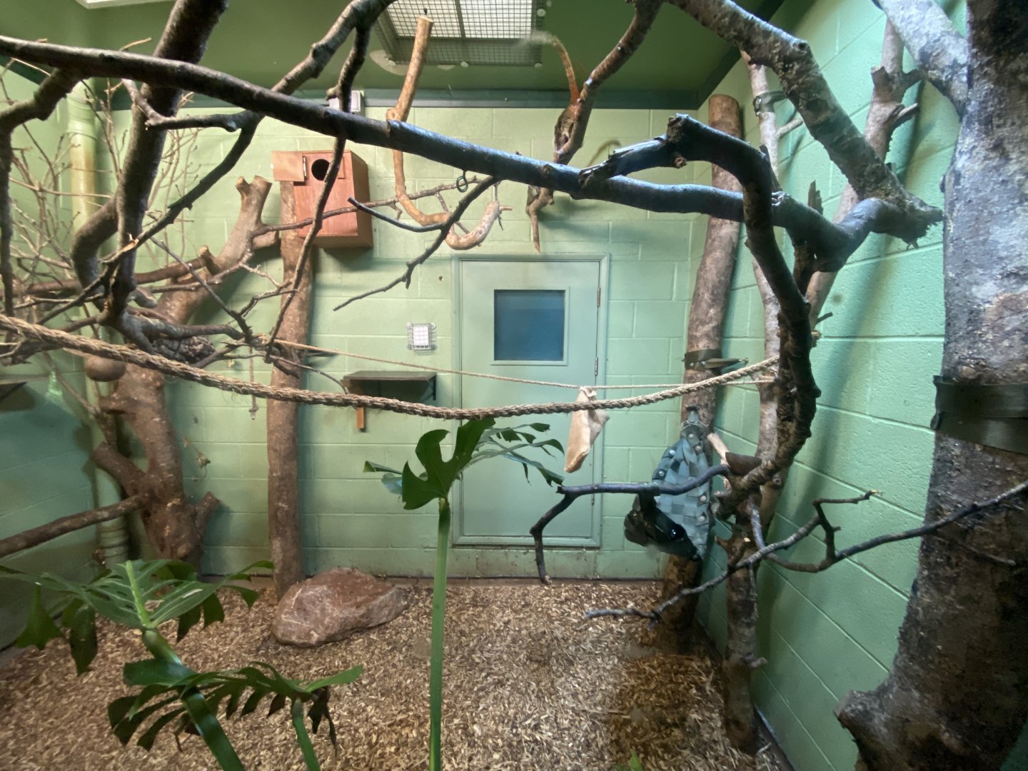 Monkey Heights - Emperor tamarin indoors 130624