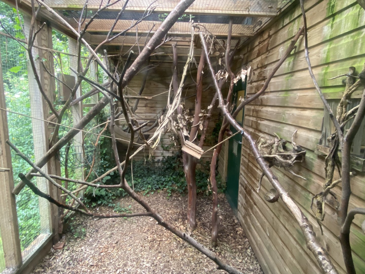 Monkey Heights - Emperor tamarin outdoors 130624