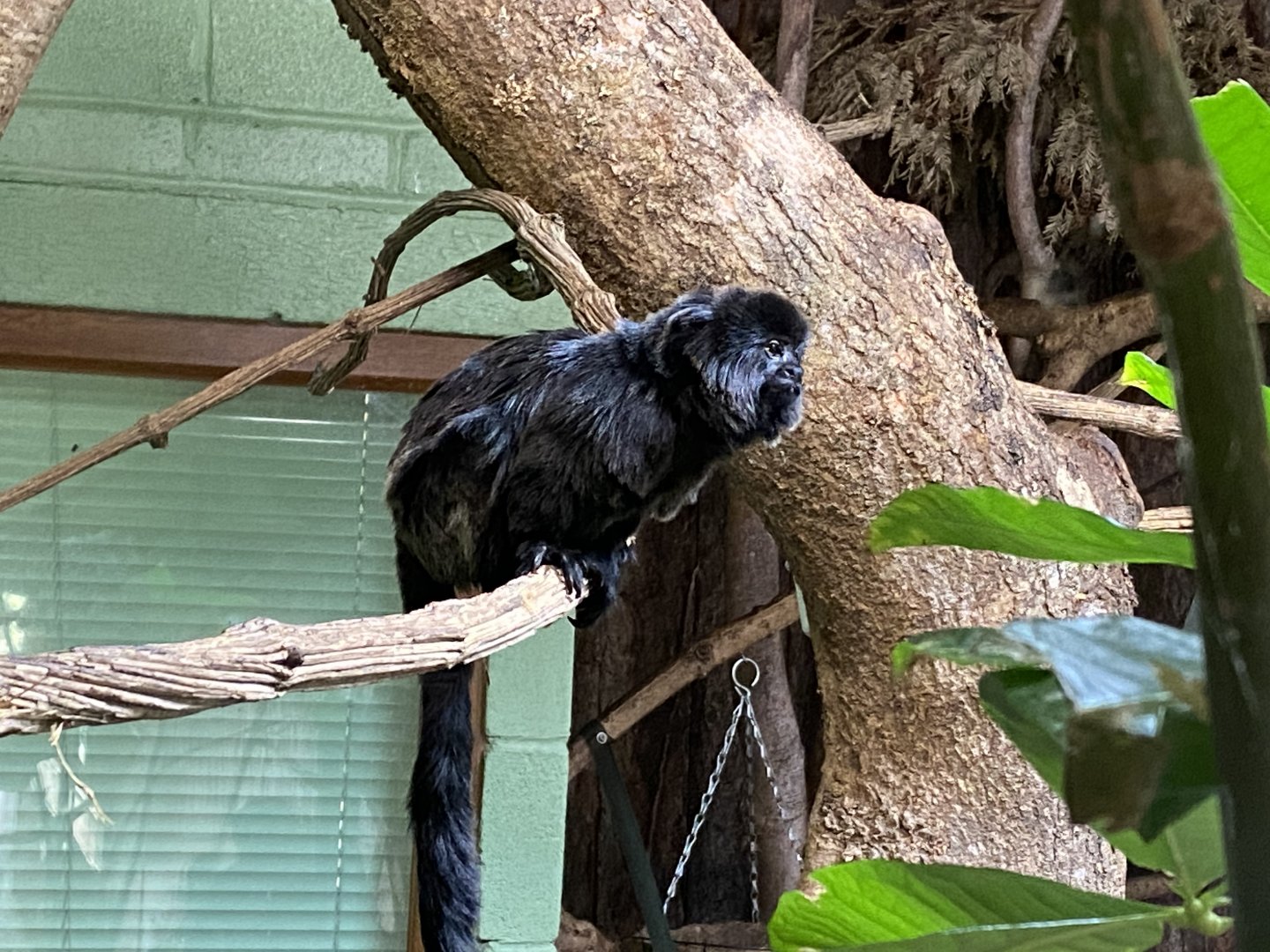 Monkey Heights - Goeldi's monkey 181020