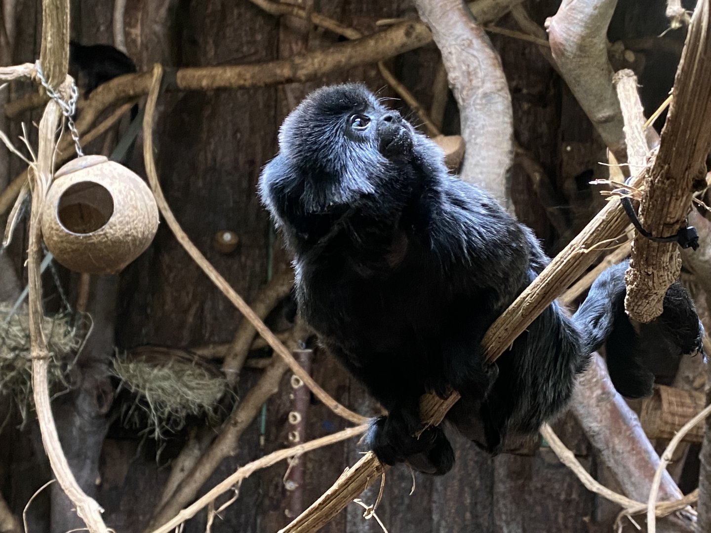 Monkey Heights - Goeldi's monkey 201121