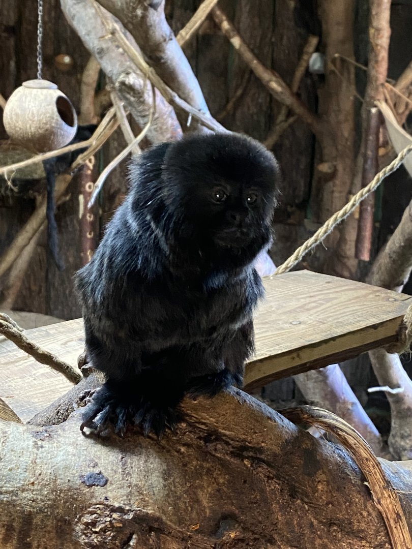 Monkey Heights - Goeldi's monkey 240222